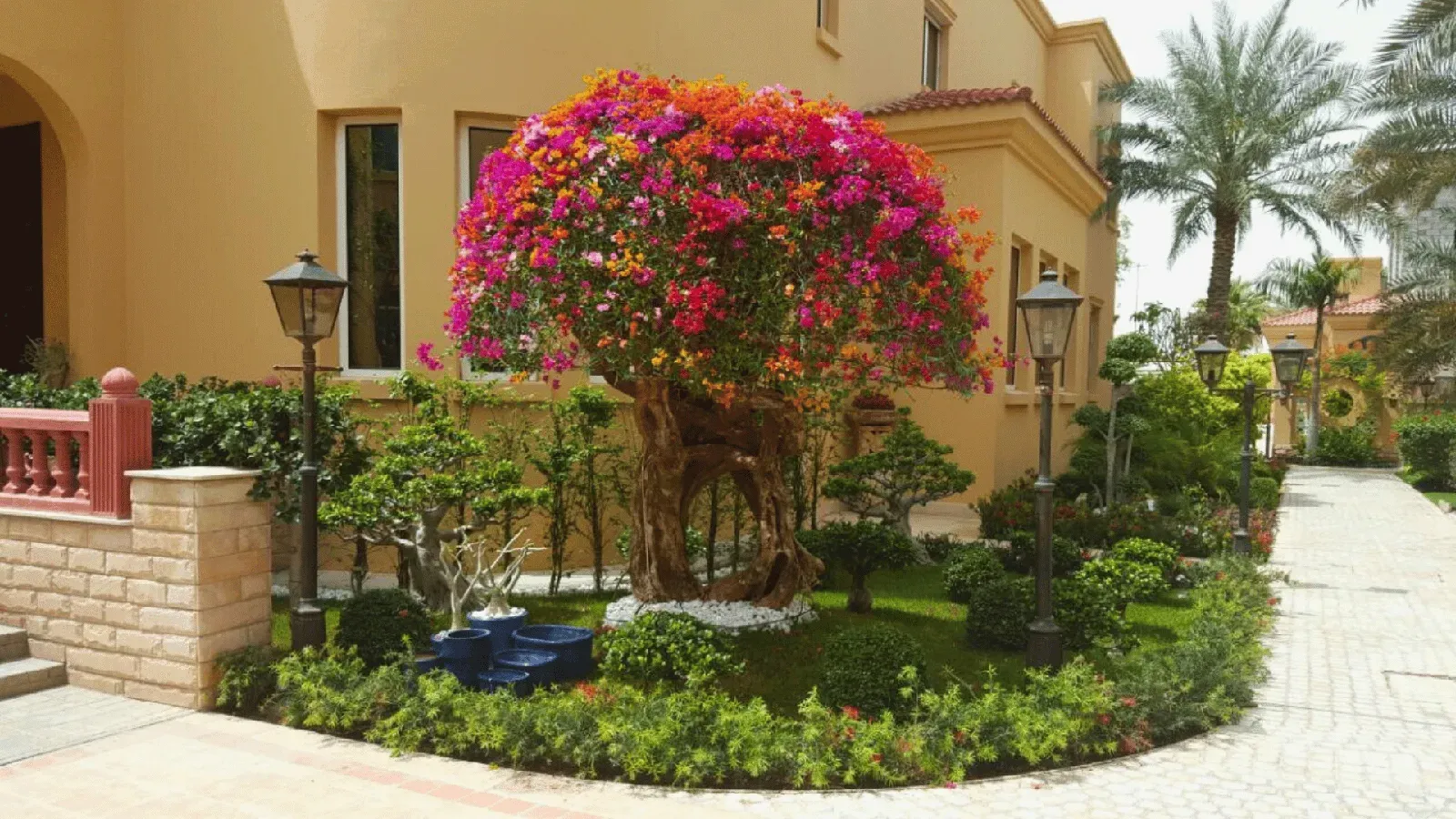 Plants and nursery stock for landscaping projects in Qatar