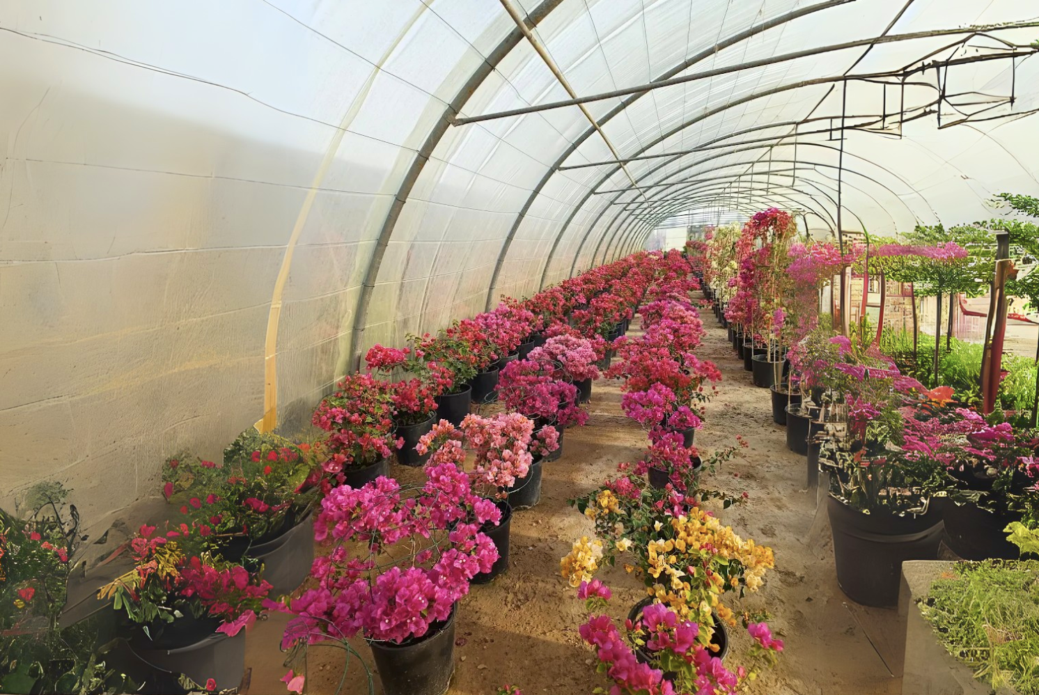 Nurturing Nature: Verde Nursery’s Commitment to Quality Green Products and Care