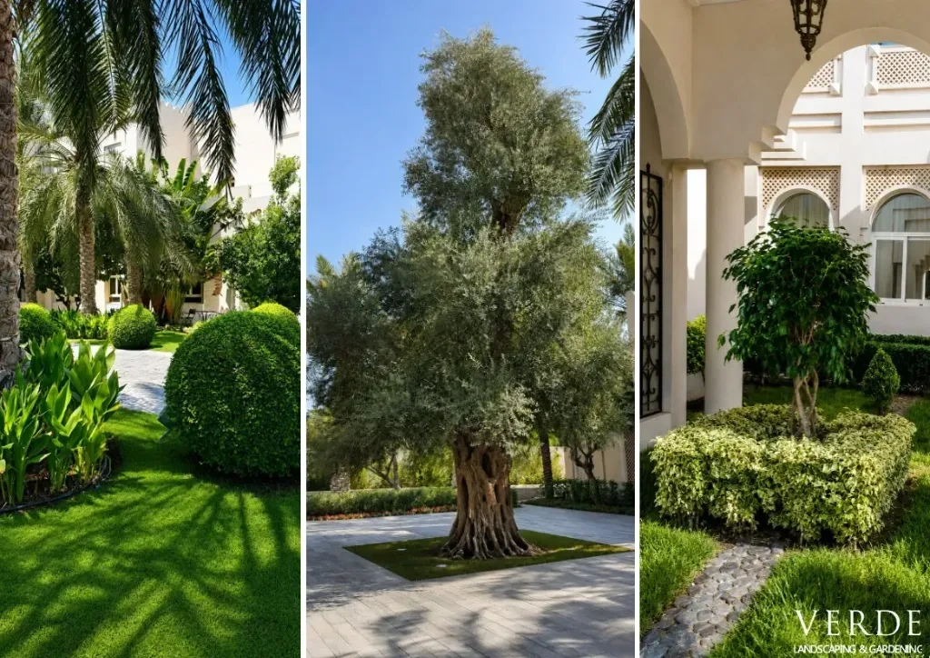 Verde Landscaping & Gardening projects featuring manicured lawns, mature olive trees, and villa courtyards in Qatar